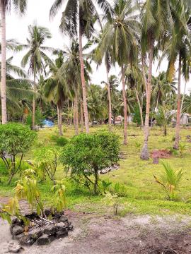 Kebun kelapa 