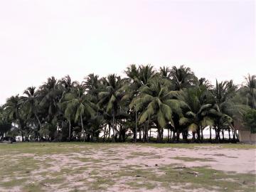 Lapangan luas dengan kebun kelapa 