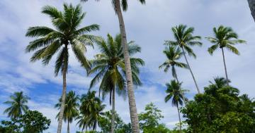 Kebun kelapa di desa Kolaha 
