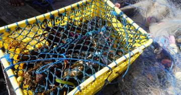 Kepiting merupakan salah satu komoditi utama 